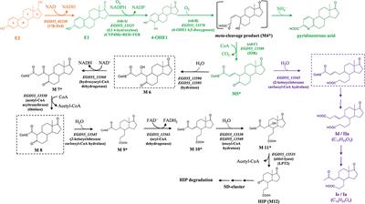 Unraveling the 17β-Estradiol Degradation Pathway in Novosphingobium tardaugens NBRC 16725